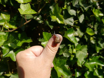 Cropped hand of person with snail against plants