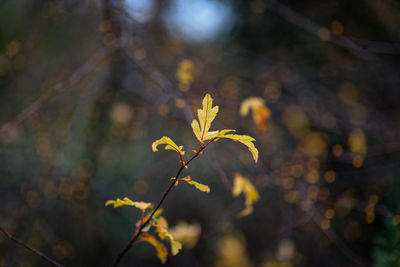 Close-up of leaves on plant