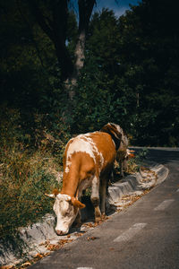 Horse standing on field