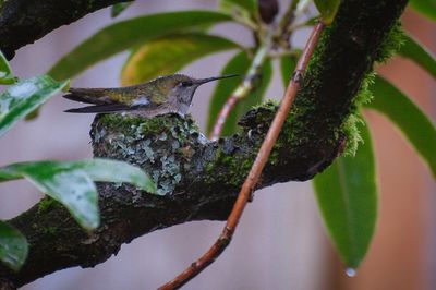 Low angle view of bird perching on tree against sky