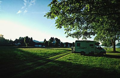 Trees on grassy field