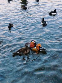 High angle view of ducks swimming in lake
