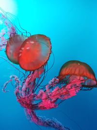 Close-up of jellyfish swimming in sea