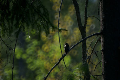 Bird perching on a tree