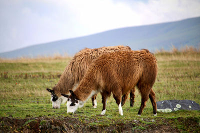 Llamas grazing on grassy field