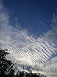 Low angle view of trees against blue sky