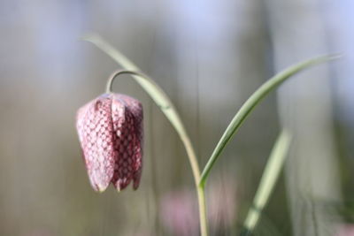 Close-up of flower against blurred background