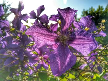 Close-up of purple flowering plant