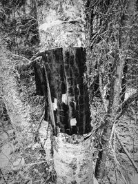 Trees growing in forest