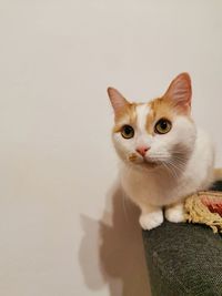 Portrait of cat against white background