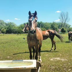 Horse standing on field