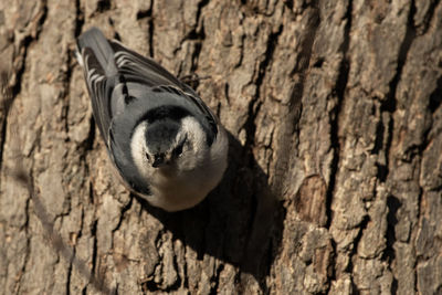 Close-up of bird perching on tree trunk