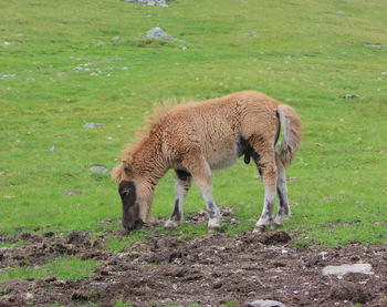 Horse grazing on field