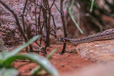 Close-up of lizard on tree