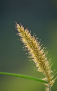 Close-up of plant