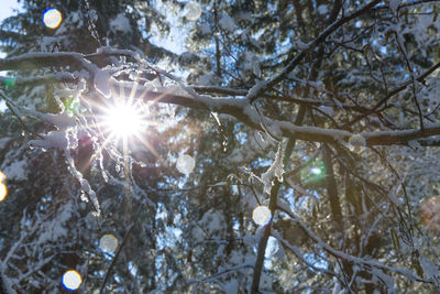 Low angle view of sunlight streaming through tree in forest