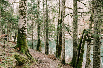 Trees growing in forest