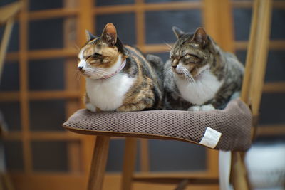 Cat sitting on chair