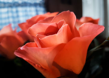 Close-up of fresh rose blooming outdoors