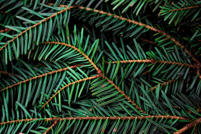 Detail shot of green leaves