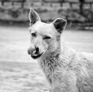 Close-up portrait of dog looking outdoors