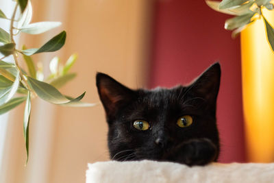 Black cat indoors. british short hair.