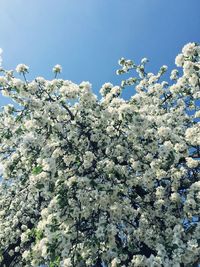 Low angle view of flowers blooming on tree