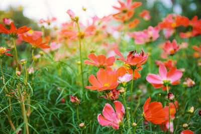 Close-up of orange cosmos flowers on field