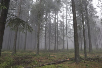 Trees in forest