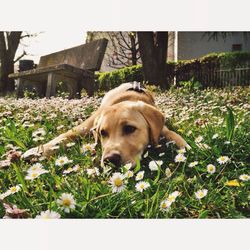 Dog looking away on field