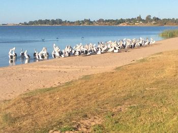 Flock of seagulls on beach