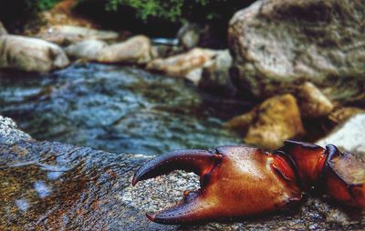 River crab dominant hand . kerala, southern india 