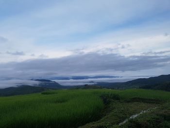 Scenic view of agricultural field against sky