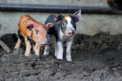 Piglets standing on mud