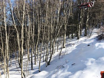 Bare trees on snow covered field