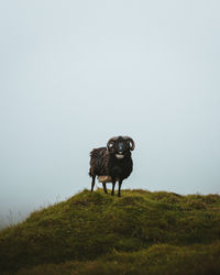 Horse standing in a field