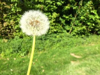 Close-up of dandelion