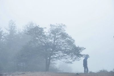 Bare trees in foggy weather