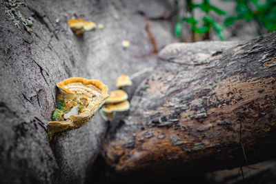 Close-up of lizard on tree trunk