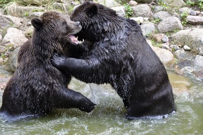 Bears fighting in lake