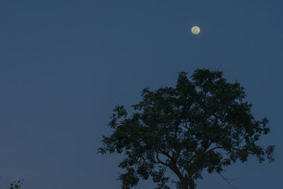 Low angle view of tree against clear sky at night