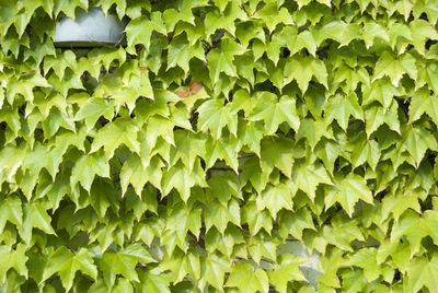 Full frame shot of plants