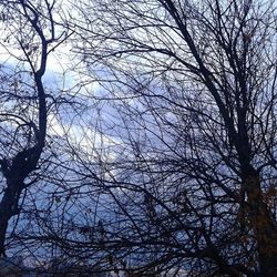 Low angle view of bare trees against sky