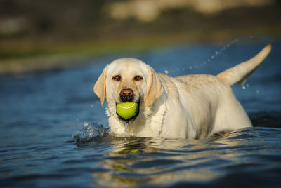 Portrait of playful labrador retriever carrying ball on lake