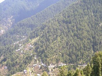 High angle view of pine trees in forest