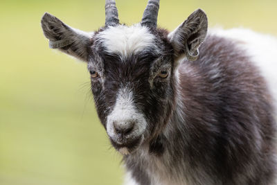 Close-up portrait of horse