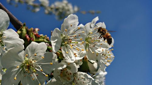 Close-up of bee on white cherry blossom