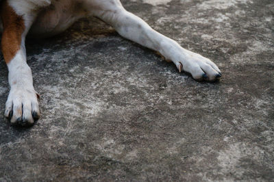 Cropped image of dog lying on road