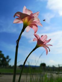 Close-up of pink flowering plant against sky