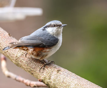 Close-up of bird perching on branch, nuthatch